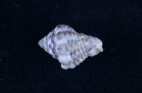 藏品(短拳螺)的圖片